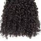 Burmese curls
